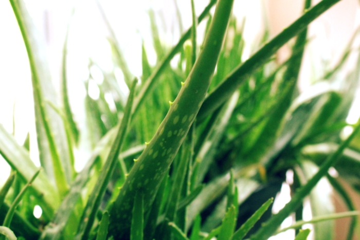 Растение алоэ вера