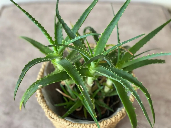 Цветок алоэ вера