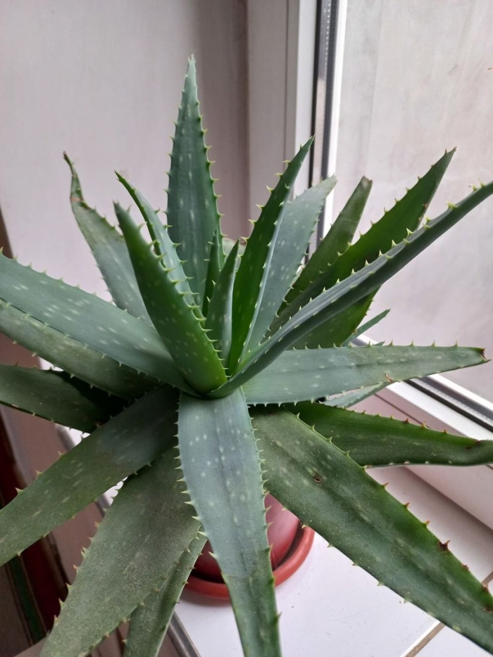 Лечебное алоэ