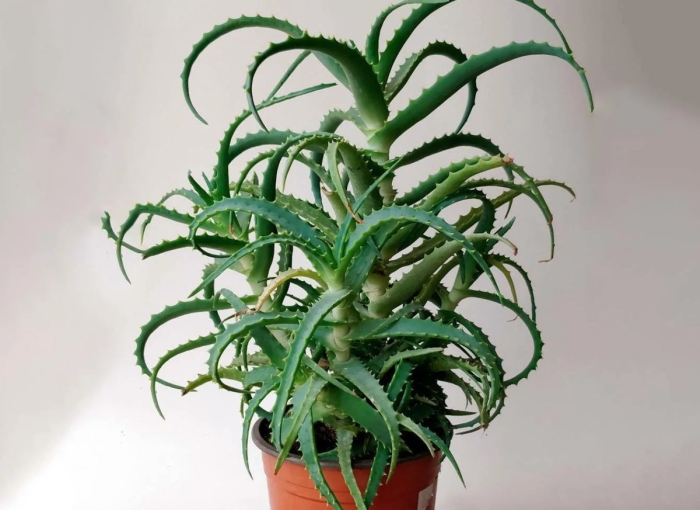 Алоэ древовидное столетник