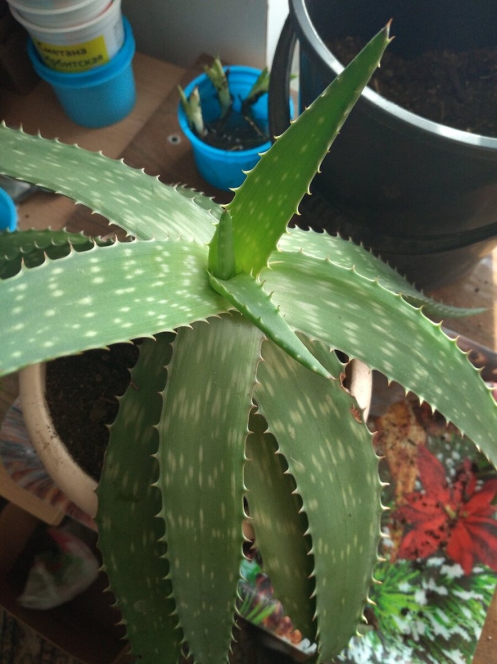 Алоэ вера древовидное столетник