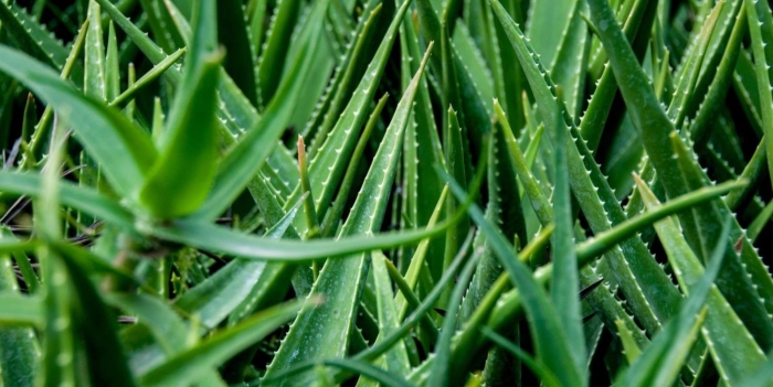 Aloe vera leaf