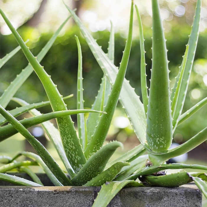 Алоэ вера растение