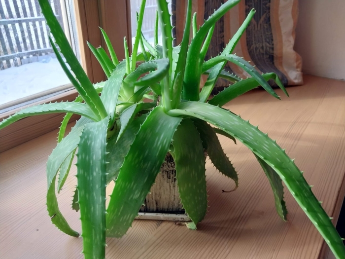 Разновидность алоэ
