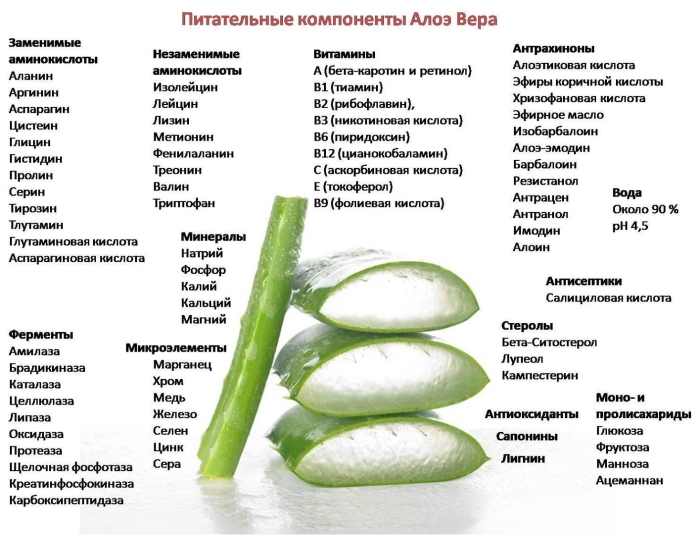 Состав алоэ вера барбаденсис миллер