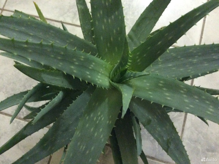 Алоэ цветок домашний