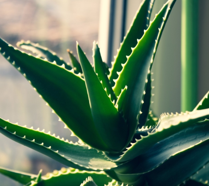 Разновидности алоэ