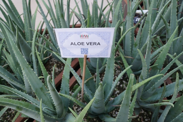 Aloe vera benefits