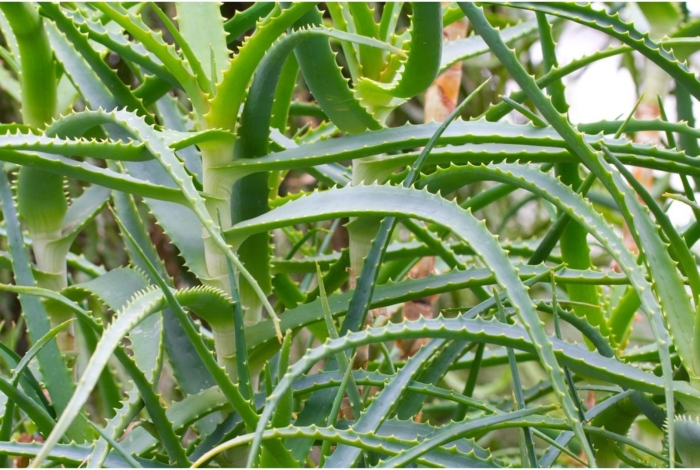 Алоэ arborescens