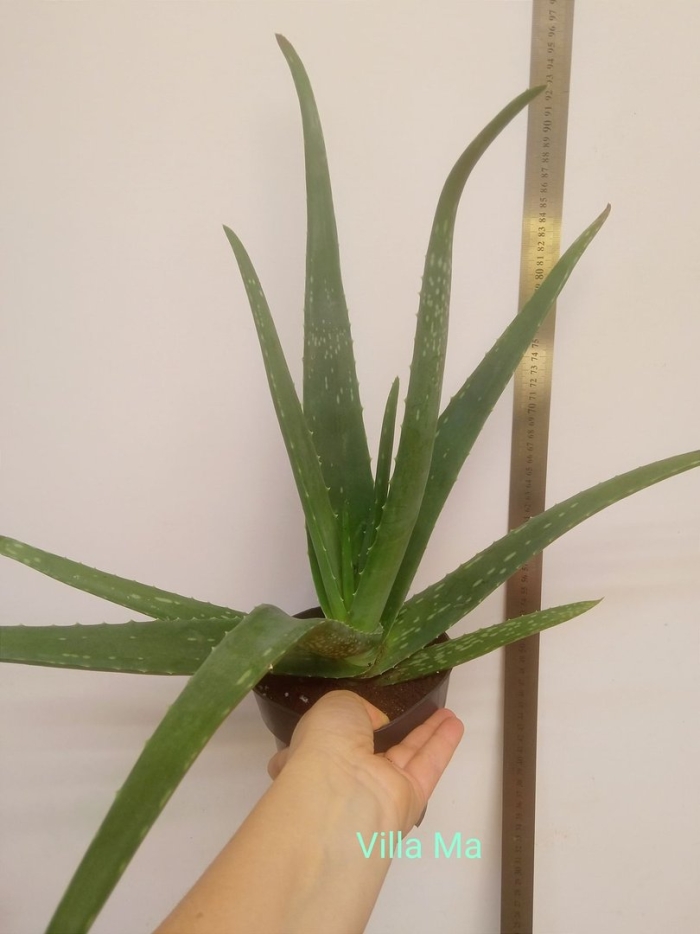 Цветок алоэ вера