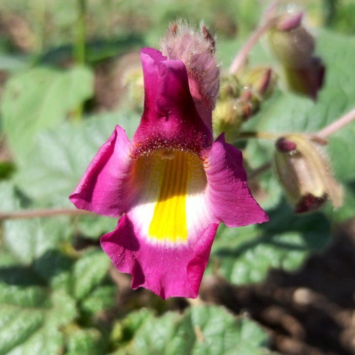 Proboscidea fragrans