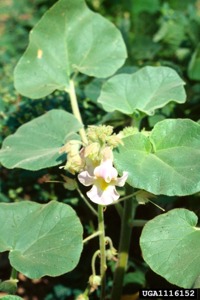 Proboscidea louisianica