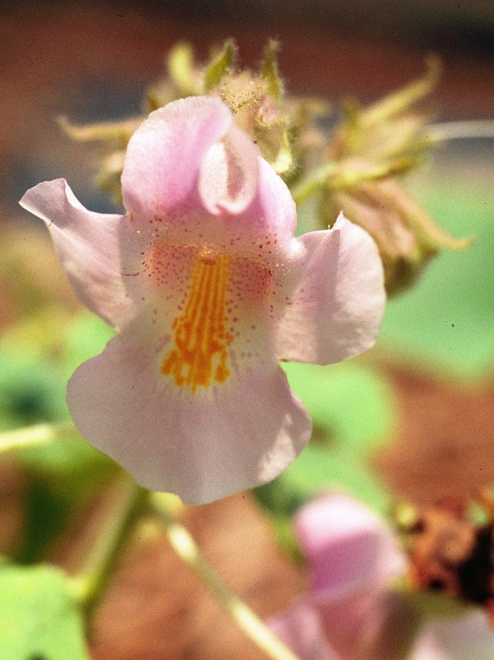 Martynia proboscidea