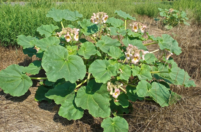 Трава мартиния