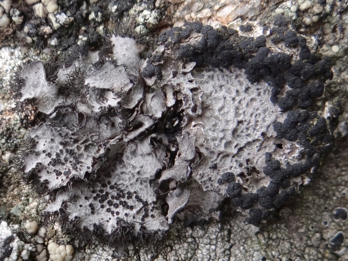 Umbilicaria cylindrica