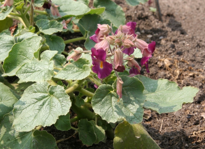 Proboscidea louisianica subsp fragrans