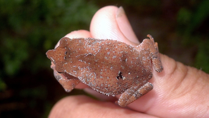 Rhinella proboscidea