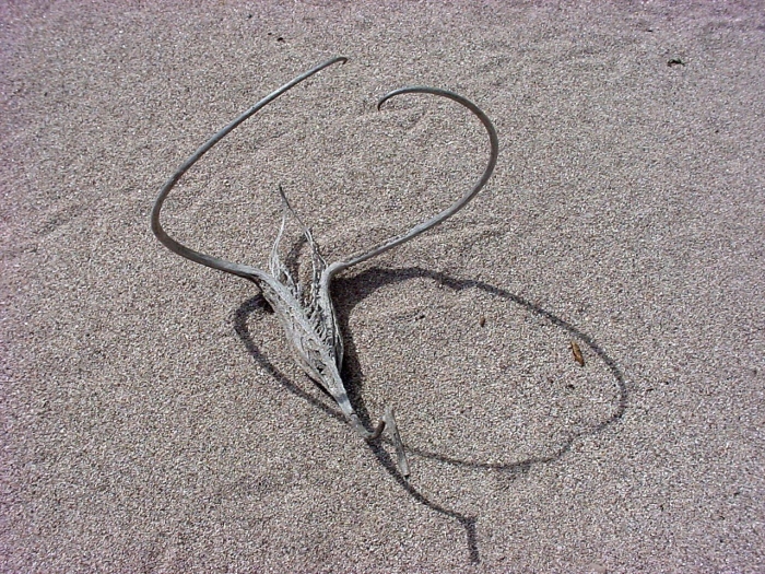 Дьявольский коготь