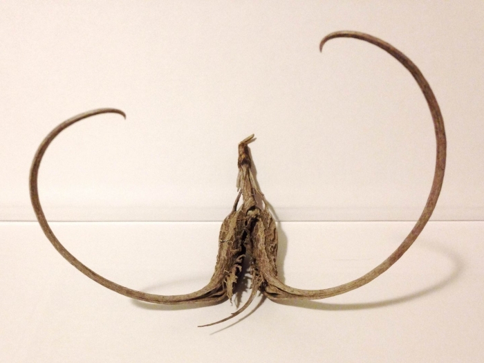 Мартиния душистая коготь дьявола