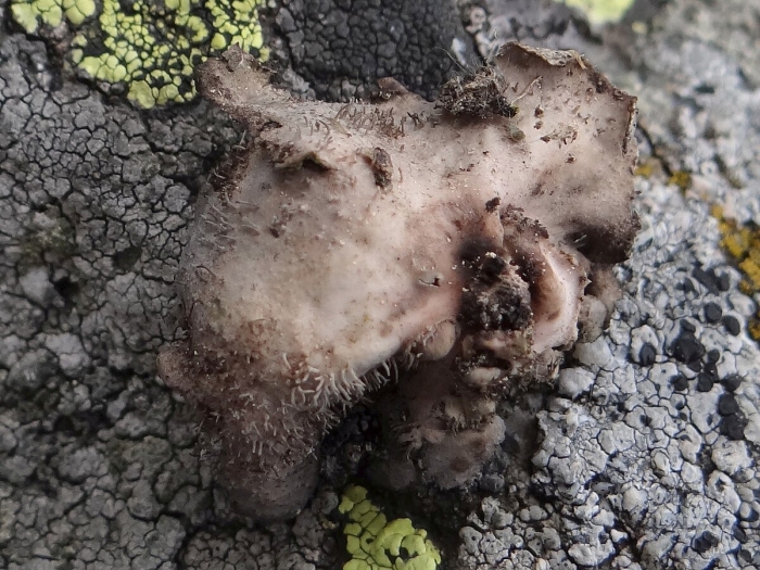 Umbilicaria proboscidea