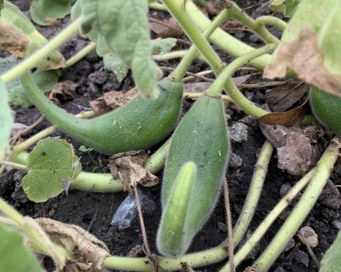 Пробосцидея луизианская