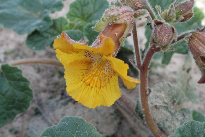 Мимулюс губастик