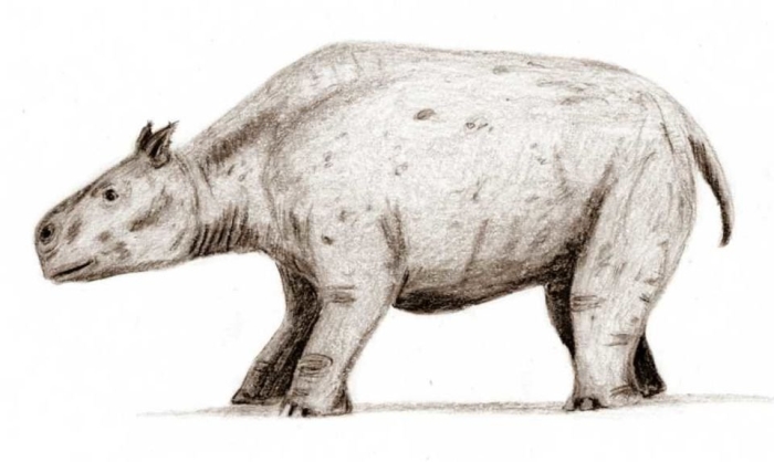 Arsinoitherium zitteli