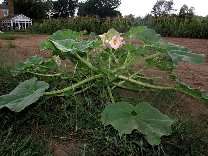 Cucurbita argyrosperma