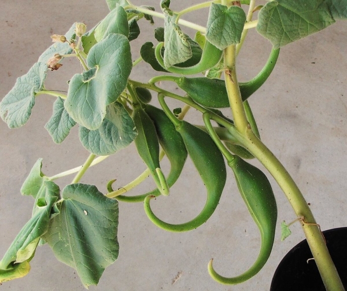 Proboscidea parviflora