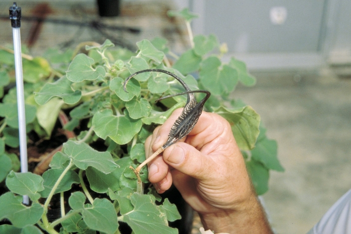 Аристолохия квангзийская