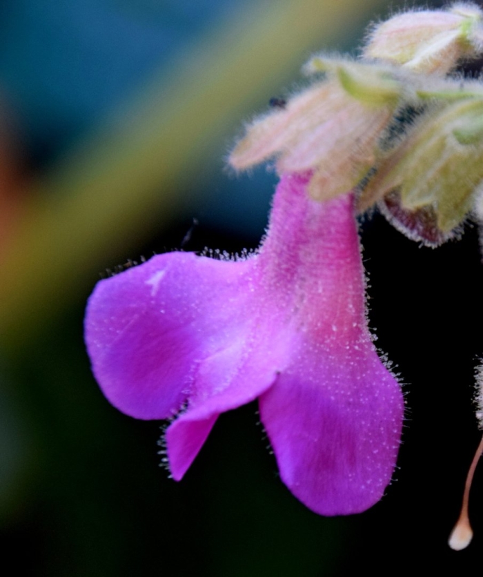 Streptocarpus saxorum