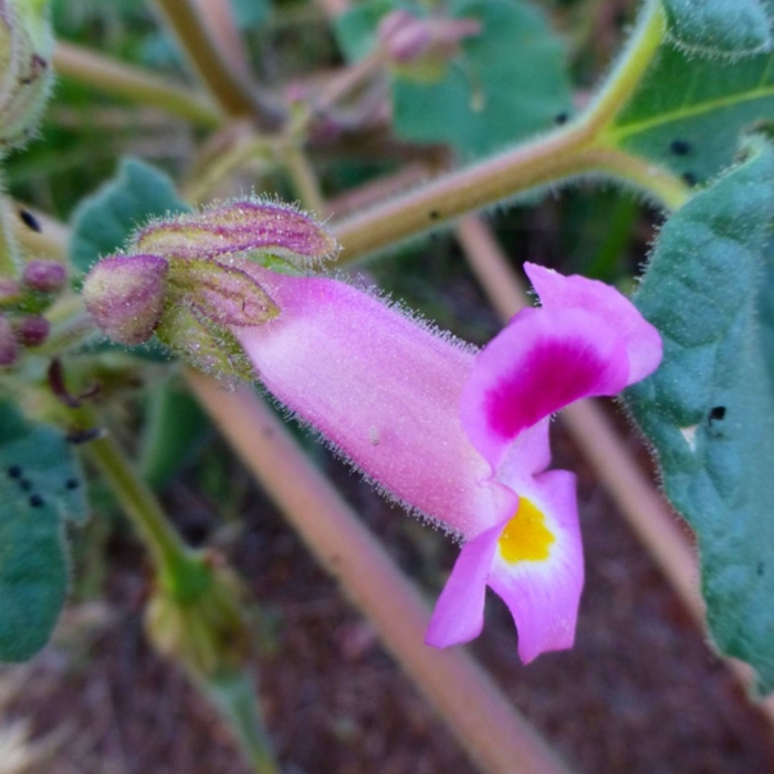 Мартиния душистая цветок