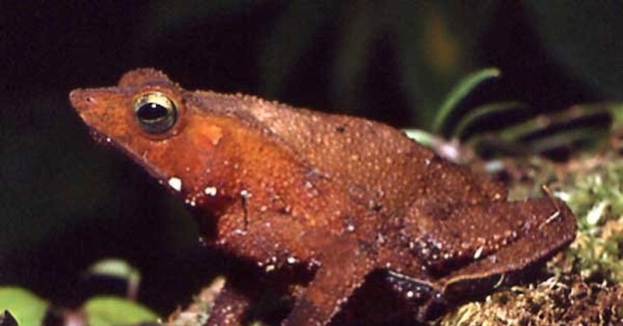 Размножение rhinella proboscidea