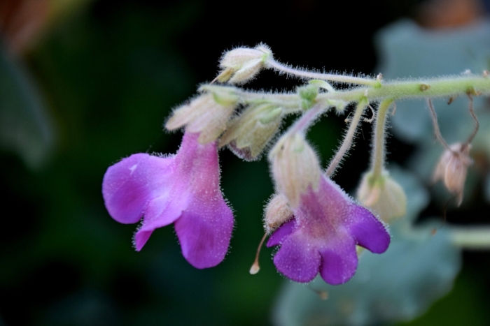 Синнингия franchito