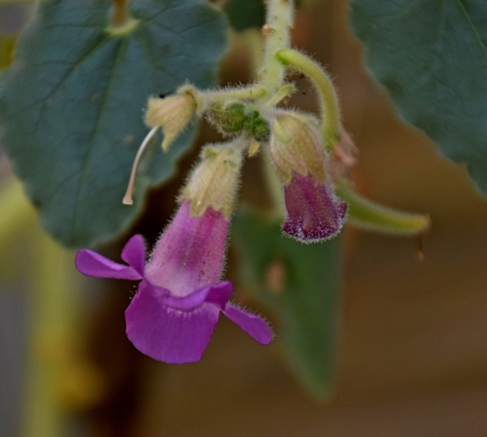 Необычное растение