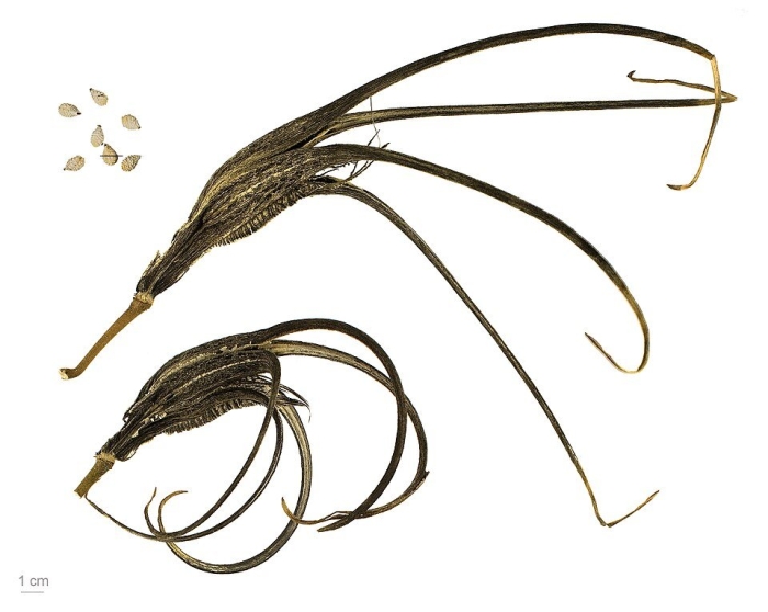 Коготь дьявола растение