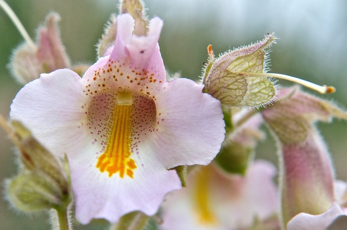 Мартиния душистая свойства