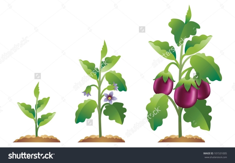 Овощи которые растут на кустиках