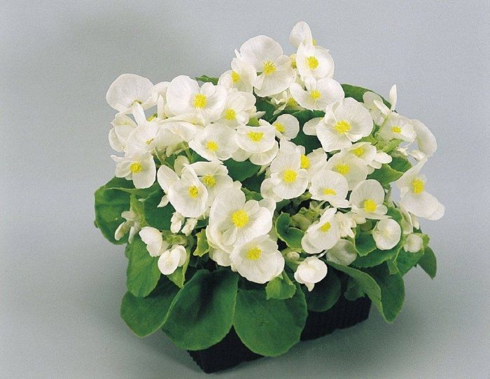 Бегония семперфлоренс begonia semperflorens