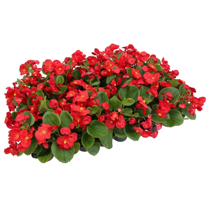 Цветы бегония вечноцветущая