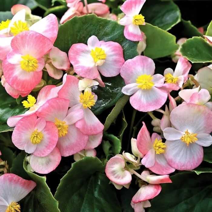 Цветы бегония вечноцветущая