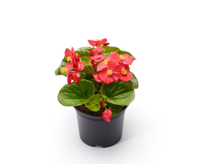 Бегония амбассадор скарлет