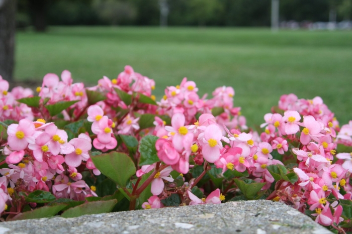 Begonia semperflorens