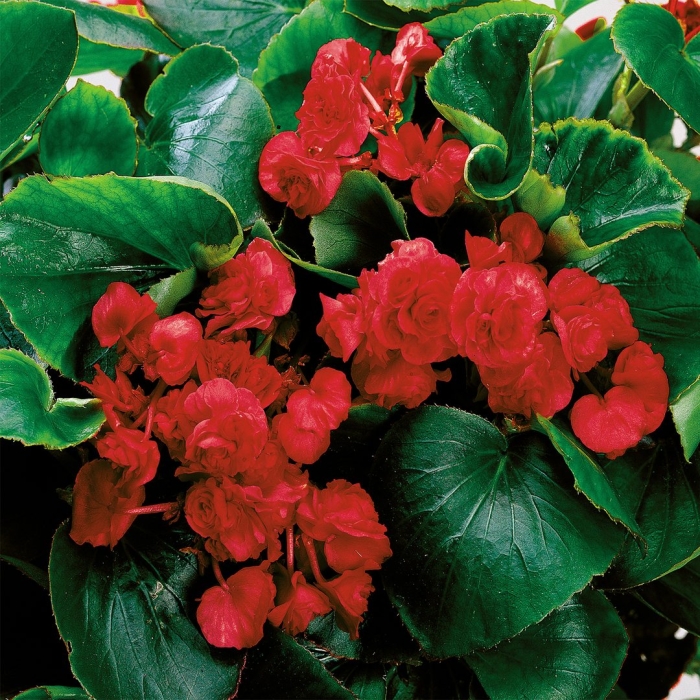 Бегония вечноцветущая махровая double red