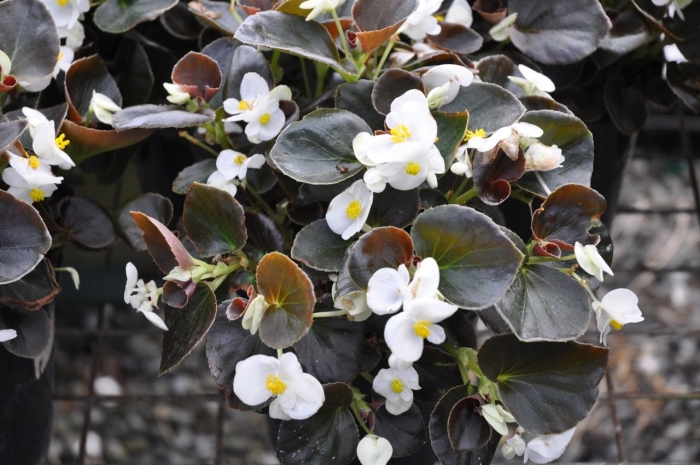 Бегония вечноцветущая сенатор