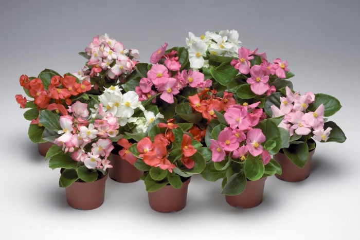 Бегония вечноцветущая комнатная
