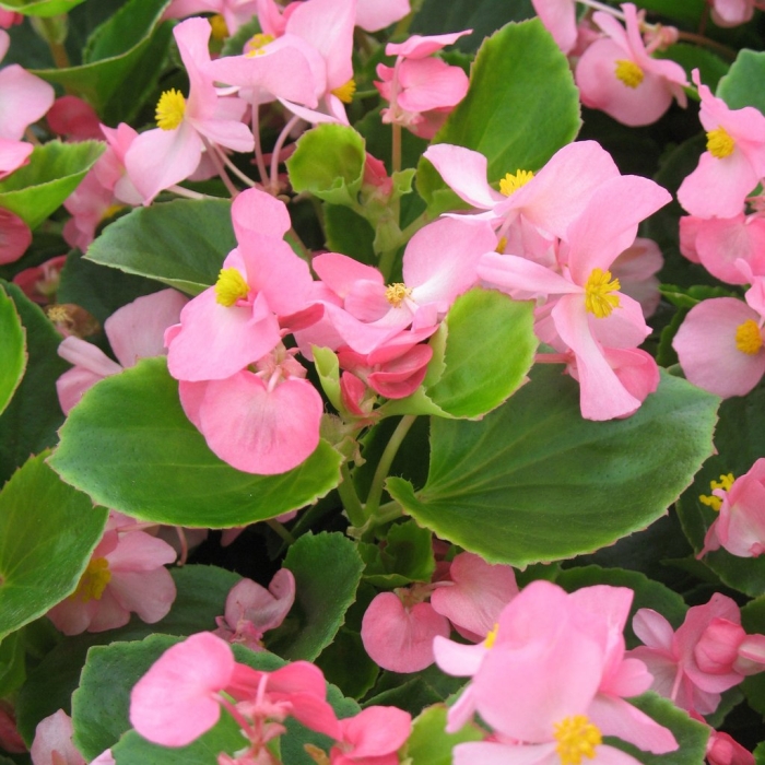 Бегония вечноцветущая амбассадор пинк