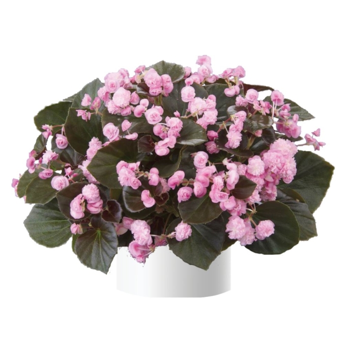 Бегония вечноцветущая сенатор пинк