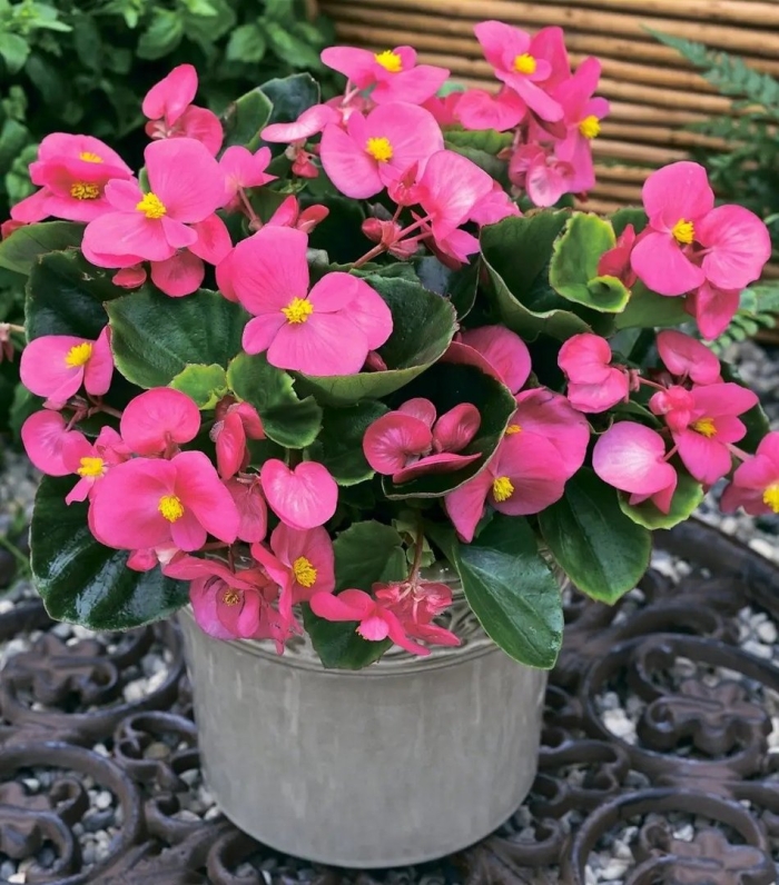 Бегония вечноцветущая зеленолистная бада бинг