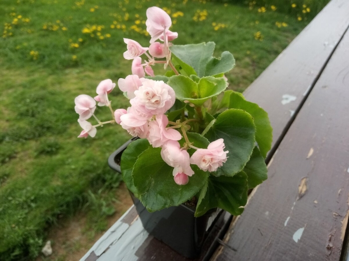 Бегония вечноцветущая (begonia semperflorens)